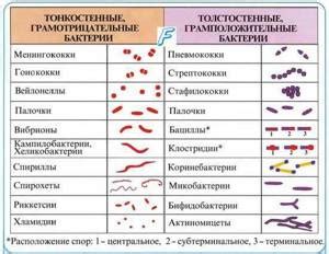 Грамм плюс палочки в мазке: