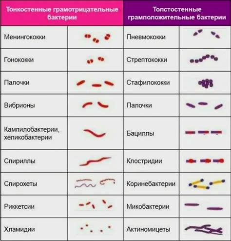 Грамположительные и грамотрицательные микроорганизмы