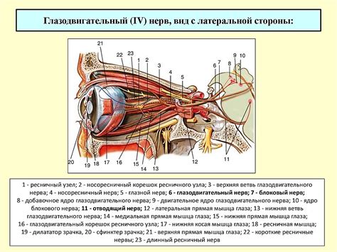 Границы диска зрительного нерва