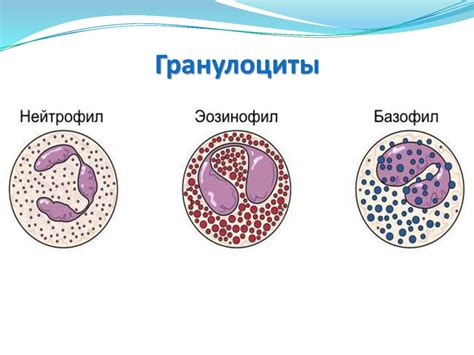 Гранулоциты: виды, функции, роль в организме