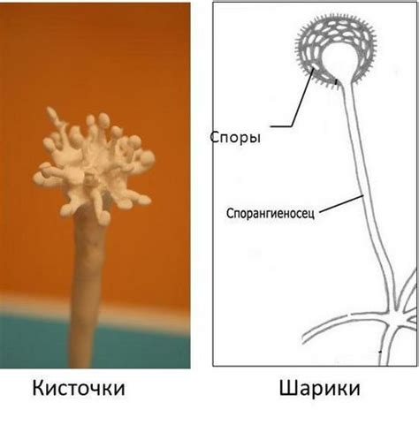 Грибок на колесе: как предотвратить возникновение