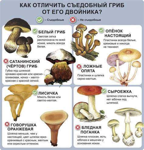 Грибы как метафора поиска и роста