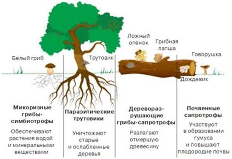 Грибы - основные причины фитофтороза