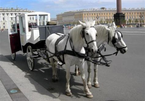 Гужевой транспорт в туризме