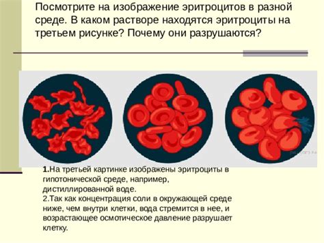 Густой слой эритроцитов