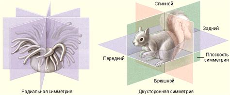 Двусторонняя симметрия у животных