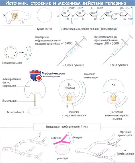 Действие и применение гепарина