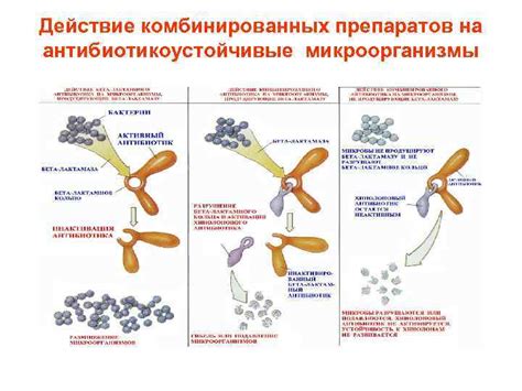 Действие препаратов на микроорганизмы