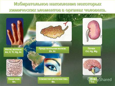 Действие респимата на организм человека