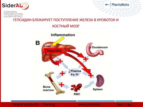 Дефицит железа: причина снижения MCV