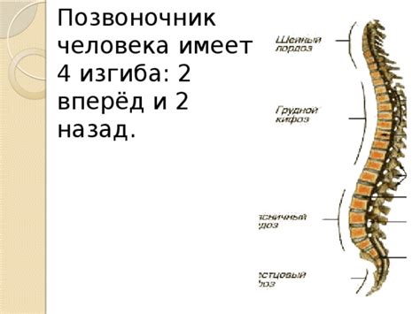 Деформации скелета