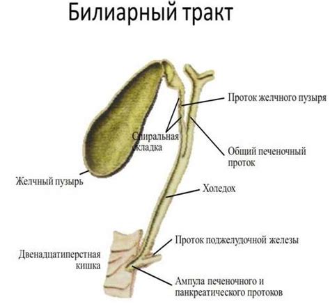 Диагнозы и главные причины уплотнения стенок трахеи