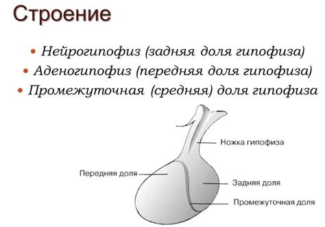 Диагностика аденогипофиза