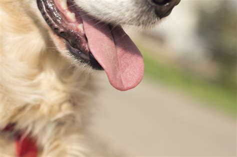 Диагностика бледного языка у собаки