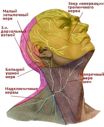 Диагностика и обследование шейной мышцы шарик