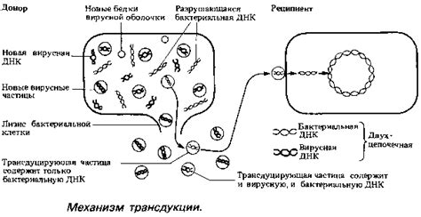 Диагностика наличия карбапенемазы у бактерий