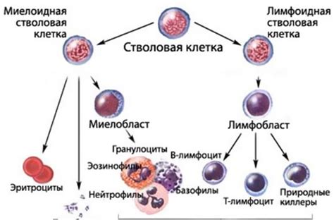 Диагностика повышенного содержания эозинофилов у взрослых