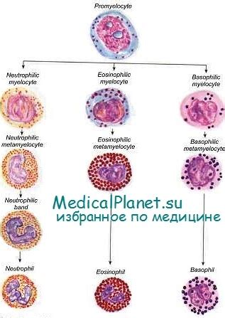 Диагностика пониженных гранулоцитов