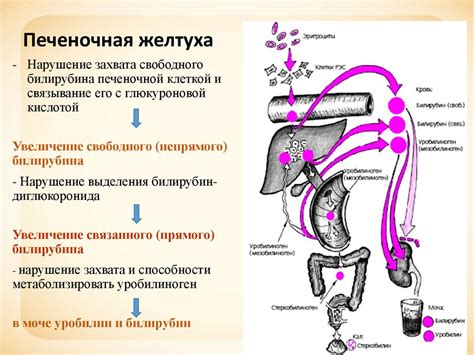 Диагностика посажения печени: методы и исследования