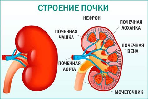 Диагностика расширения лоханок почки