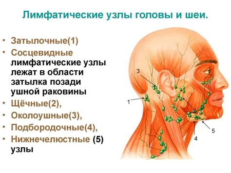 Диагностика расширенных лимфоузлов