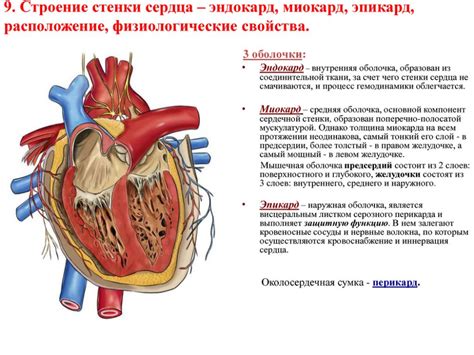 Диагностика тонкой стенки сердца