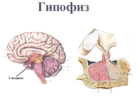 Диагностика увеличения гипофиза головного мозга