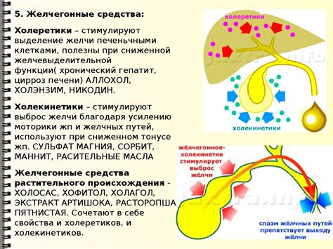 Дисфункция желчного пузыря и его содержимого