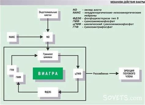 Длительность действия Виагры