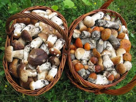 Дождевые грибы и грибные реальности осени