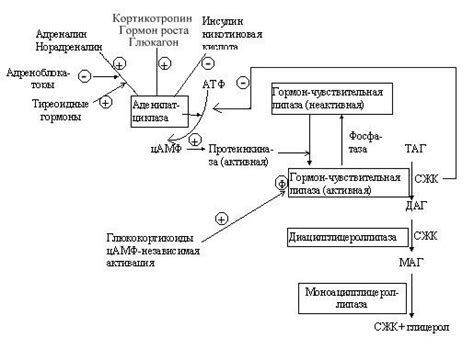 Долгое и постепенное высвобождение в организме