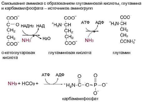 Дополнительное поступление глутаминовой кислоты: необходимость и возможности