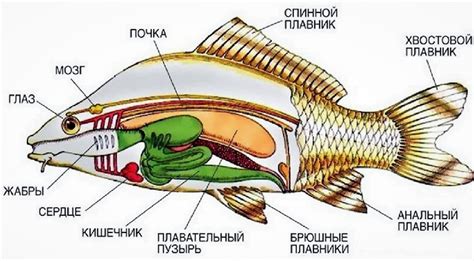 Дуга как вид рыбы: описание и особенности