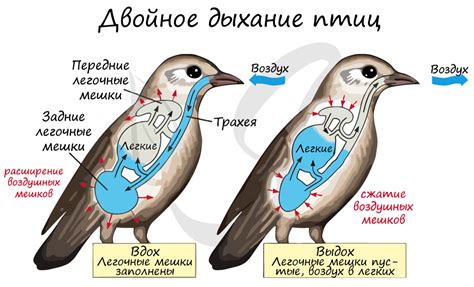 Дыхание боком у других животных