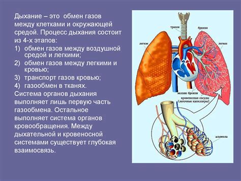 Дыхание и дыхательная система