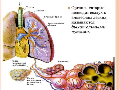 Дыхание и его символическое значение