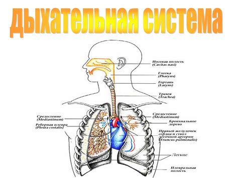 Дыхательная система человека