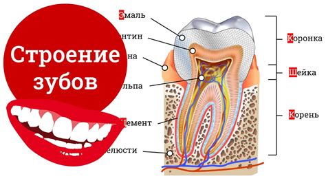 Естественная структура зубов