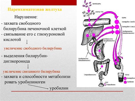 Желчные пигменты: функции и свойства