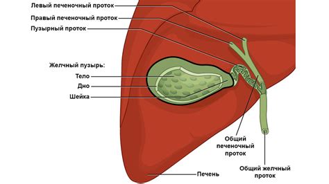 Желчный пузырь: роль в процессе пищеварения