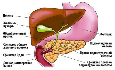 Желчь и пищеварение