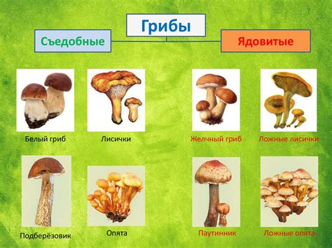 Женственная интуиция и сбор грибов: скрытые связи и их значение