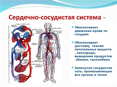 Жижиг галнаш и сердечно-сосудистая система