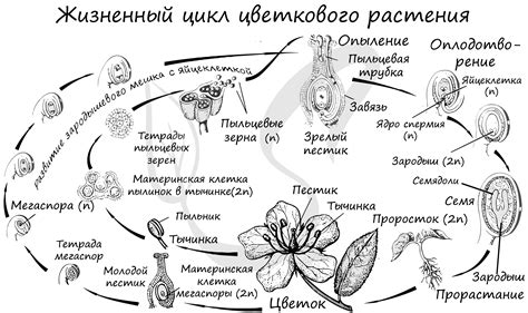 Жизненный цикл и символическое значение