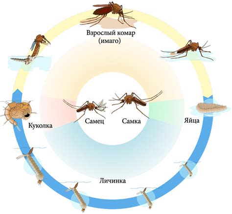 Жизненный цикл комаров