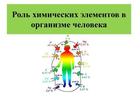 Жилистое тело: роль и значение в организме человека