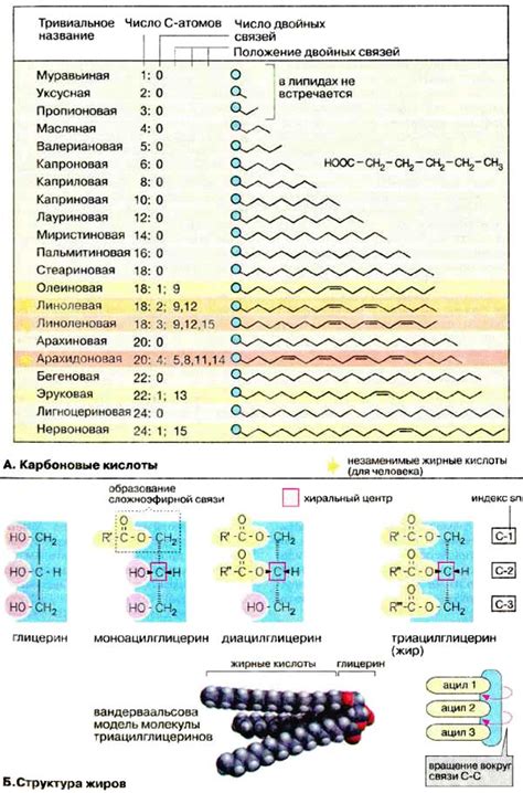 Жирные кислоты