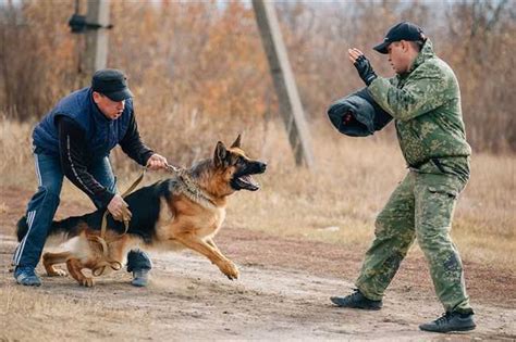 ЗКС для собак: отличия, преимущества и рекомендации