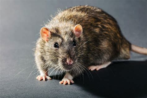 Заблуждения о крысах и их безопасность