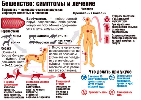 Заболевание и симптомы бешенства